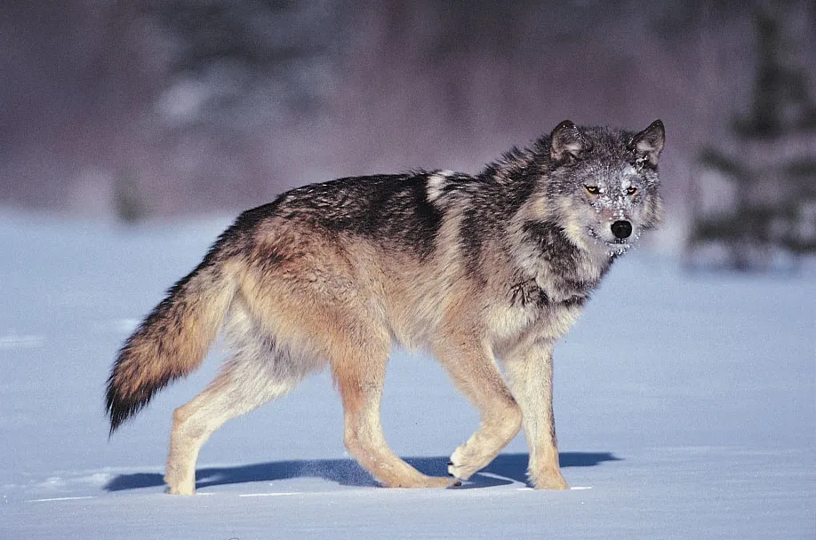 A gray wolf