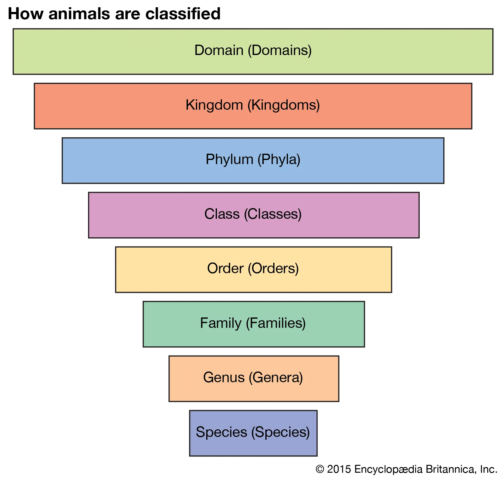 An upside-down pyramid showing the classification ranks